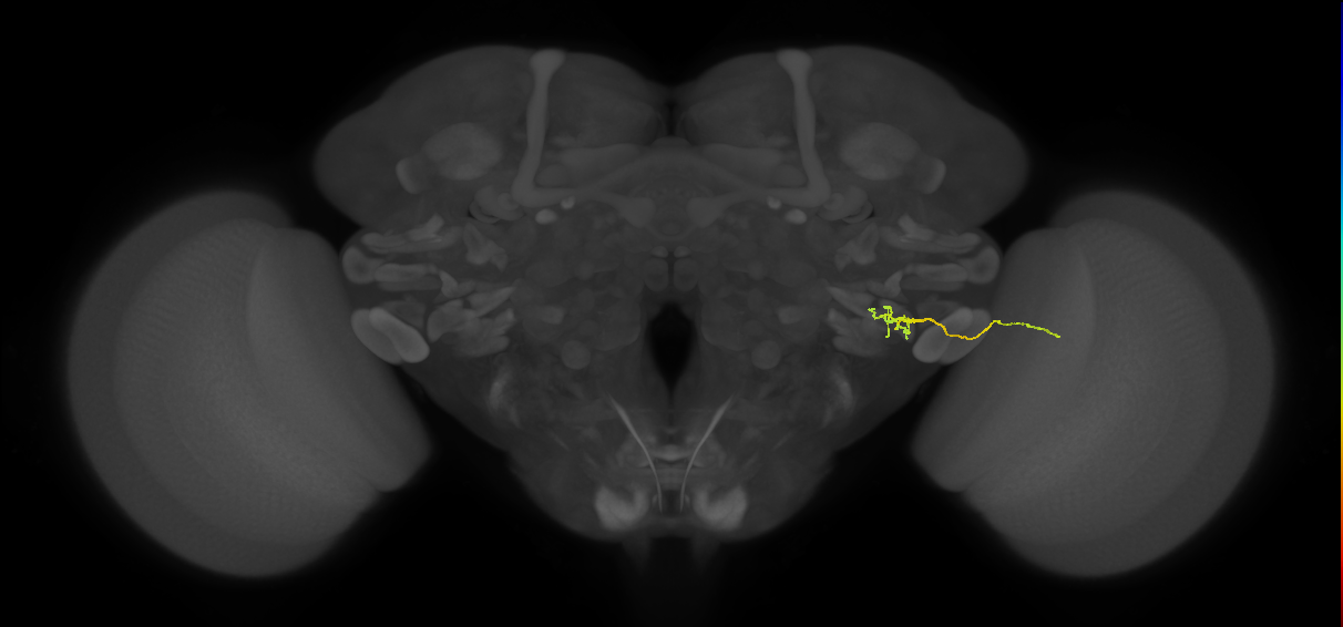 LPLC2 (FlyEM-HB:5812996383)