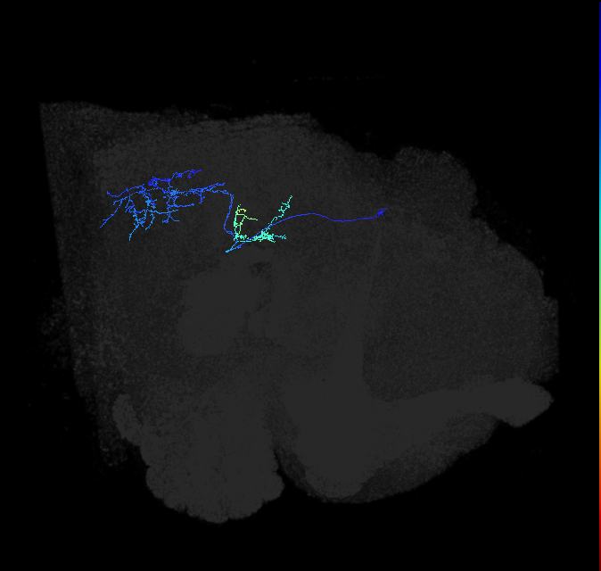 LPLC4_R (FlyEM-HB:1813732543)