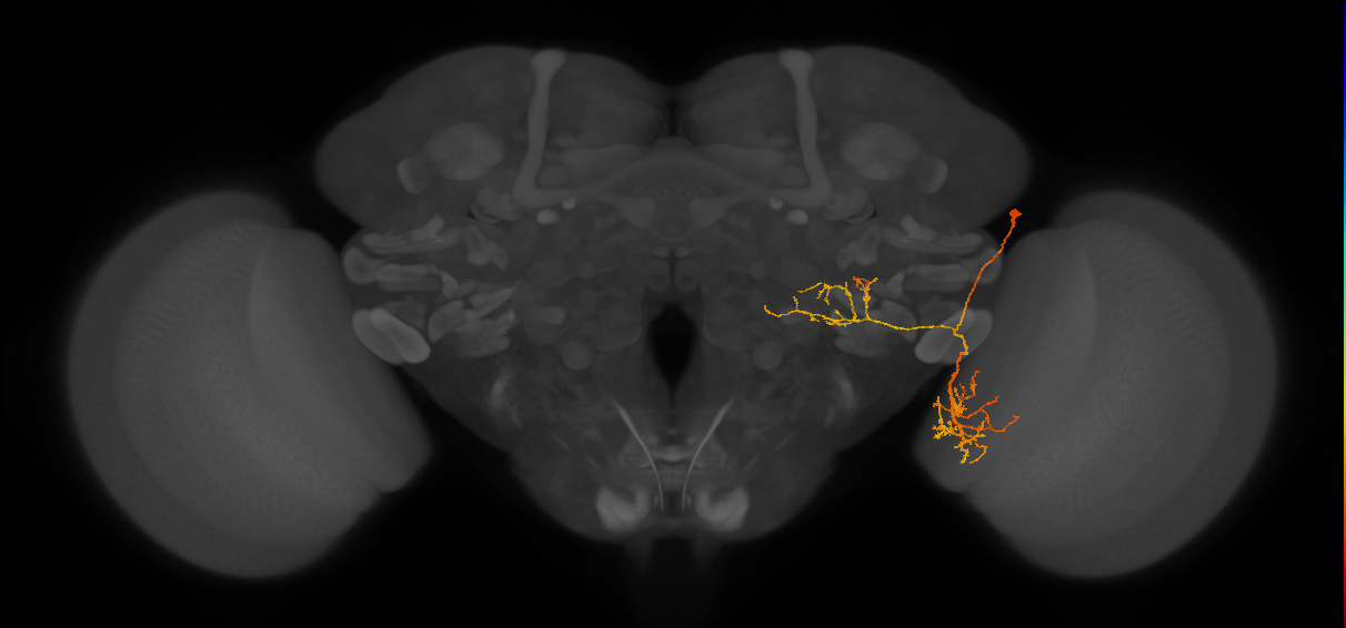 LPLC4_R (FlyEM-HB:1813732543)