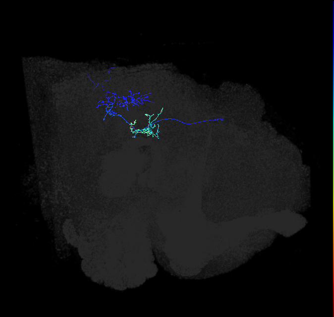 LPLC4_R (FlyEM-HB:1624074309)