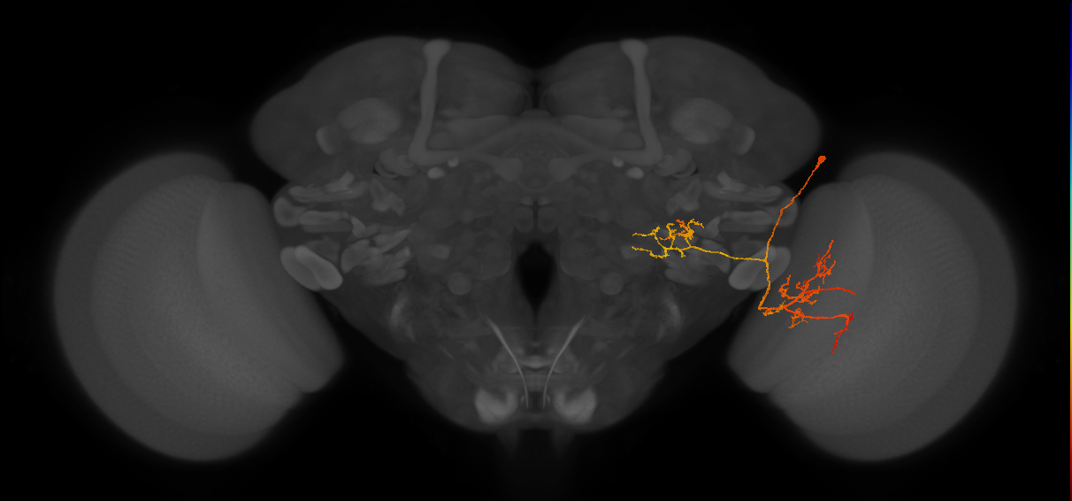 LPLC4_R (FlyEM-HB:1624074309)
