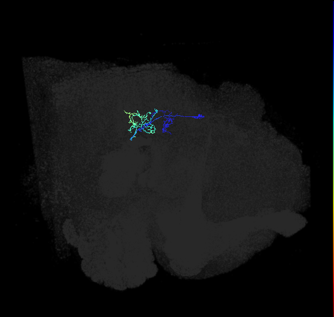 LPLC4 (FlyEM-HB:1657949330)