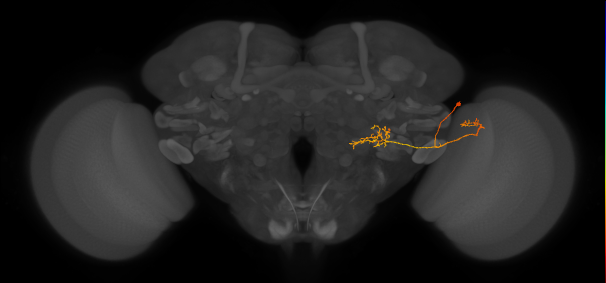 LPLC4 (FlyEM-HB:1657949330)