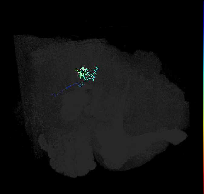 LPLC4 (FlyEM-HB:1563126151)