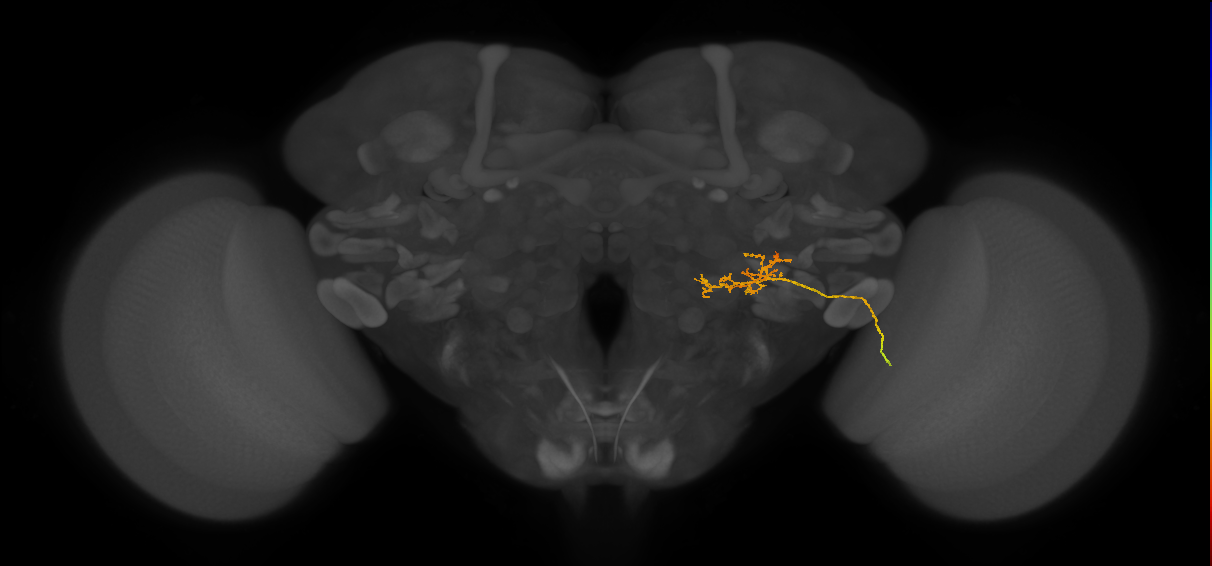 LPLC4 (FlyEM-HB:1563126151)