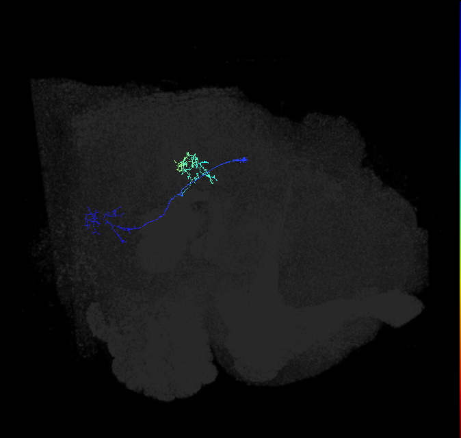 LPLC4_R (FlyEM-HB:1626919110)