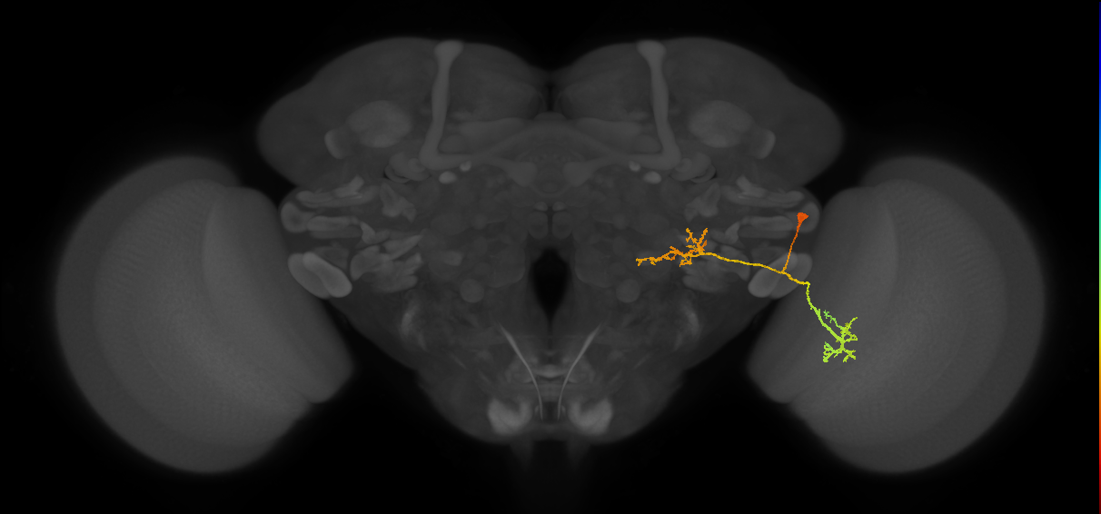 LPLC4_R (FlyEM-HB:1626919110)