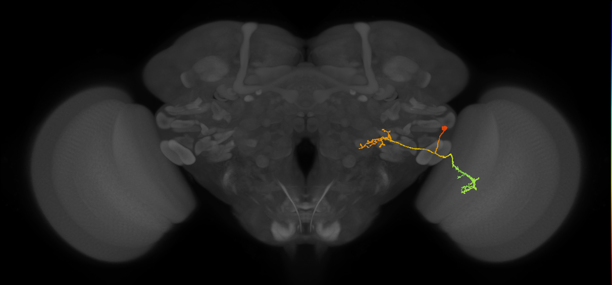 LPLC4_R (FlyEM-HB:1719678048)