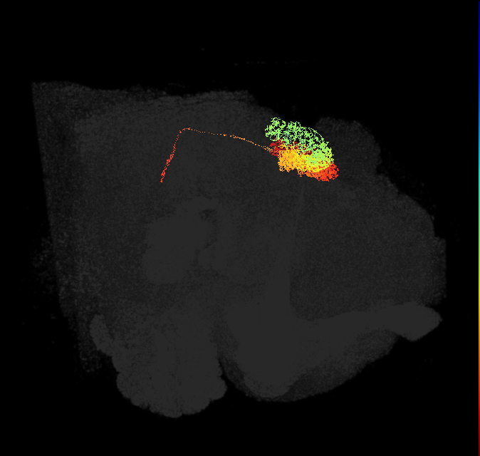 adult lateral accessory lobe-posterior slope-protocerebral bridge neuron