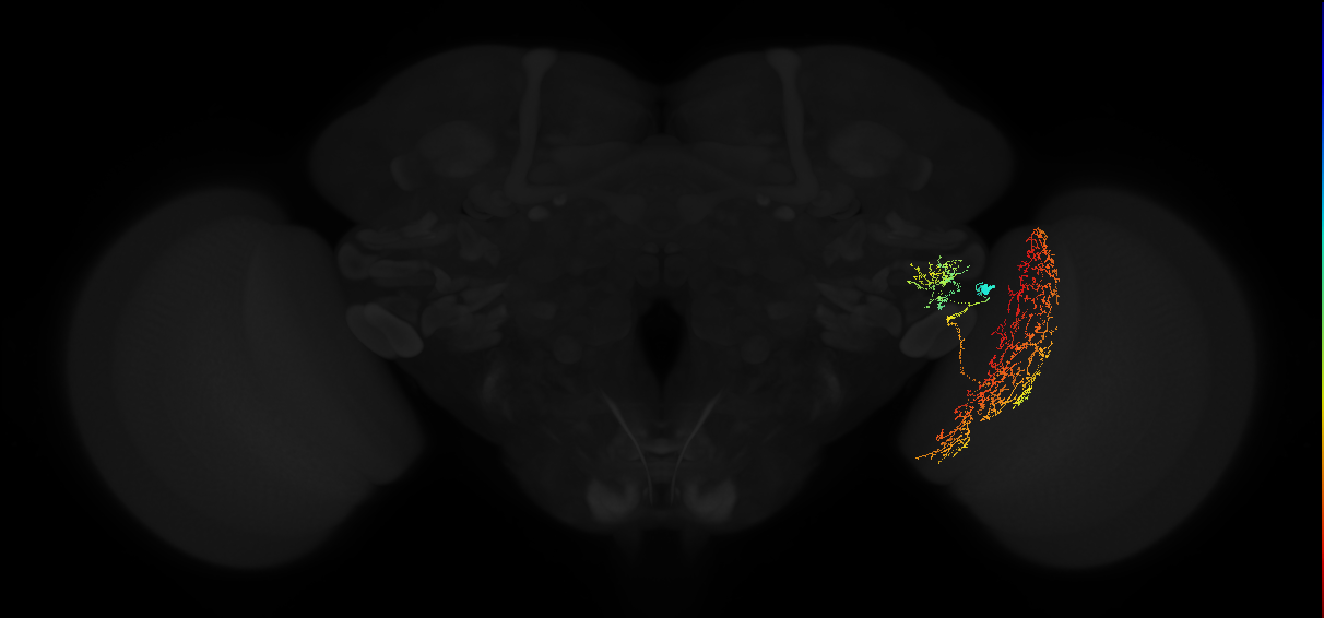 lobula tangential neuron Lt1