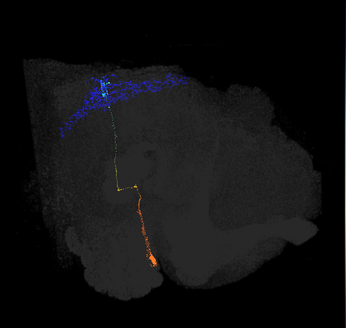 lobula tangential neuron Lt33