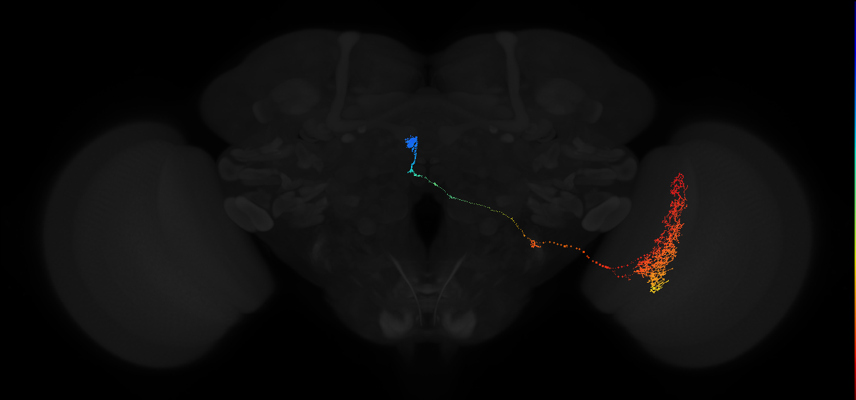 lobula tangential neuron Lt33