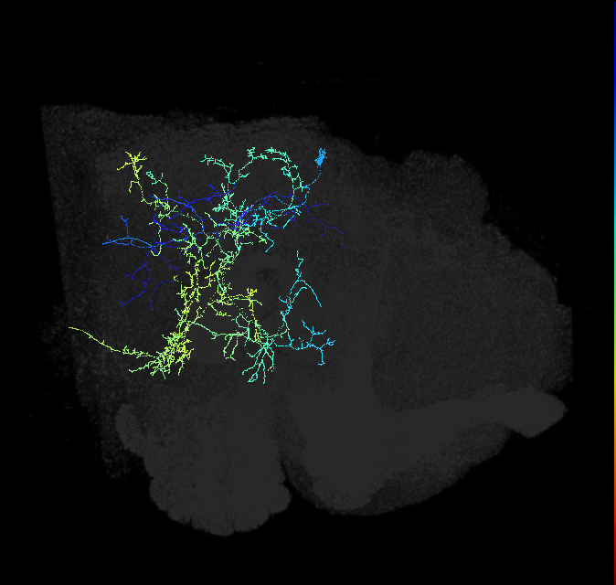 LT40_R (FlyEM-HB:1563099587)