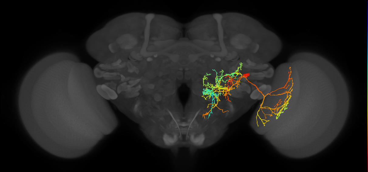 LT40_R (FlyEM-HB:1563099587)