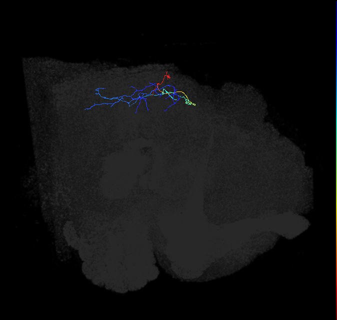 optic lobe tangential neuron