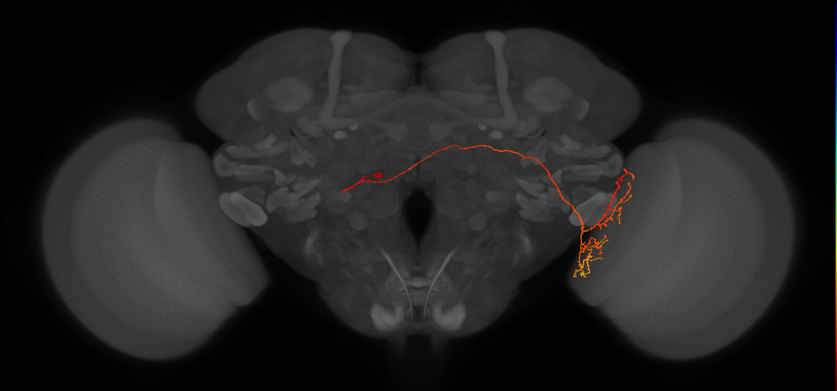 LT44b_L (FlyEM-HB:1467961485)