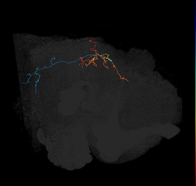 LT45_L (FlyEM-HB:1038079690)