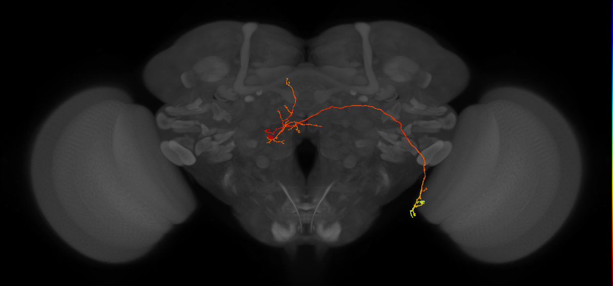 LT45_L (FlyEM-HB:1038079690)