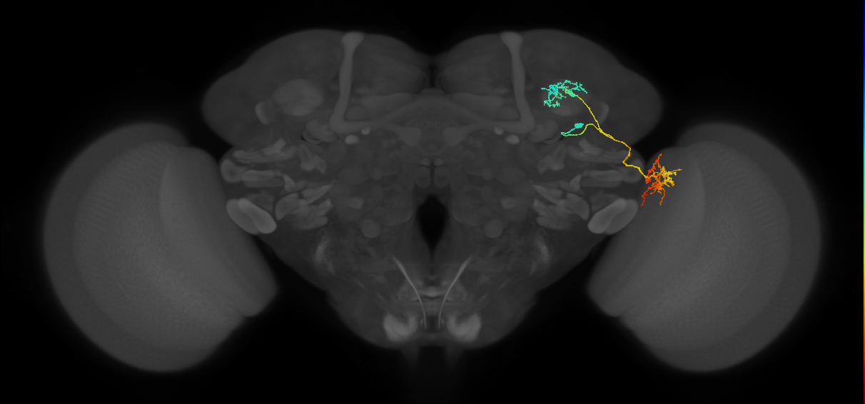 LT52_R (FlyEM-HB:1284394253)