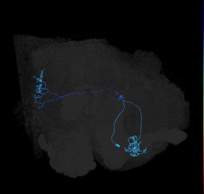 LT52_R (FlyEM-HB:893628094)