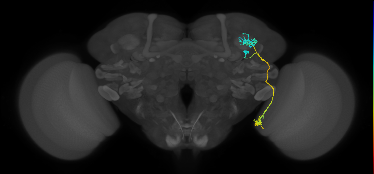 LT52_R (FlyEM-HB:893628094)