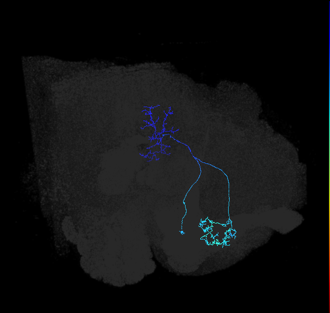 LT52_R (FlyEM-HB:1440252127)