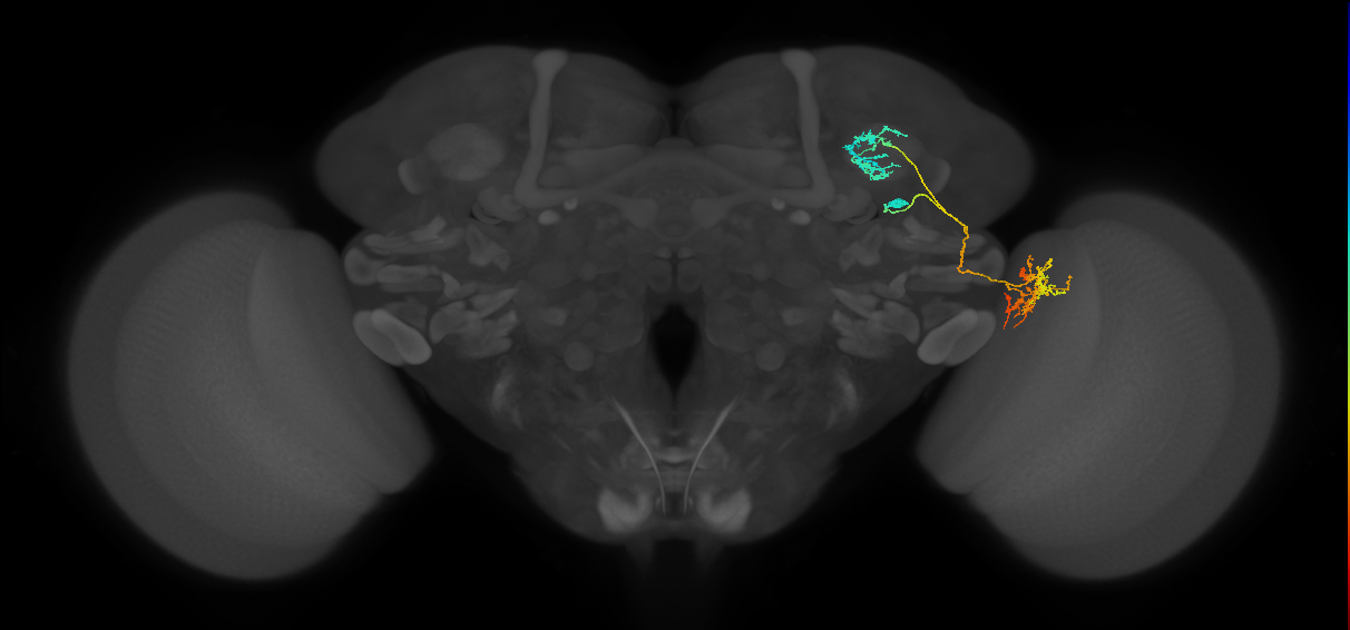 LT52_R (FlyEM-HB:1440252127)