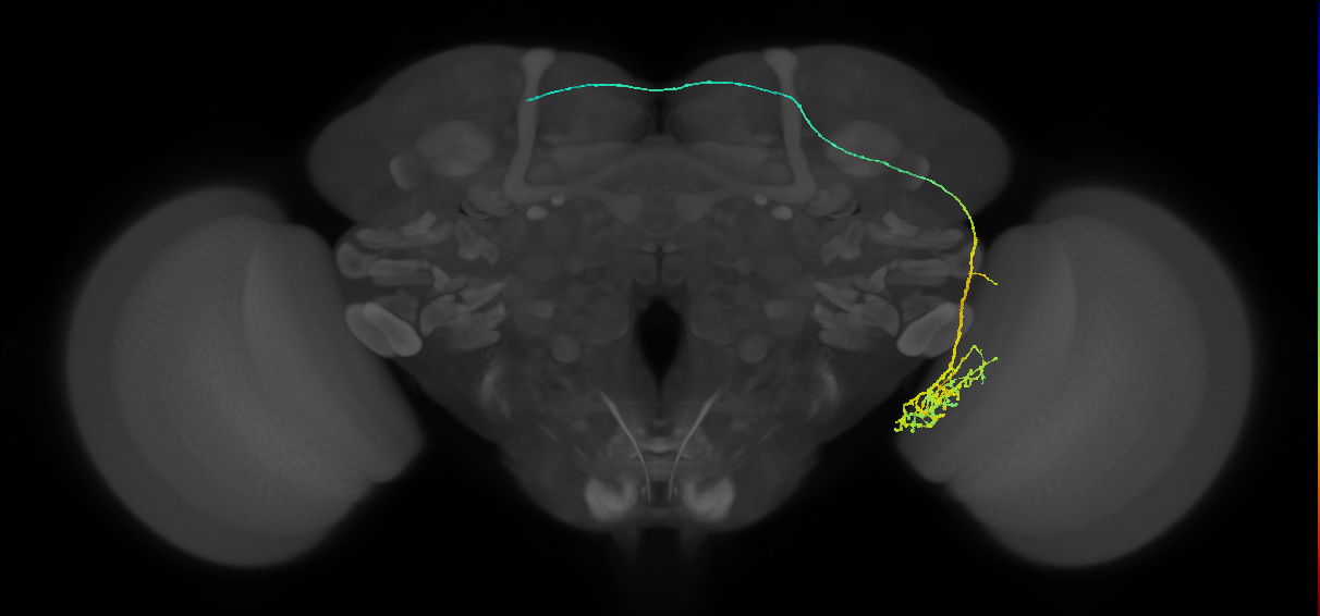 LT54_L (FlyEM-HB:5813047522)