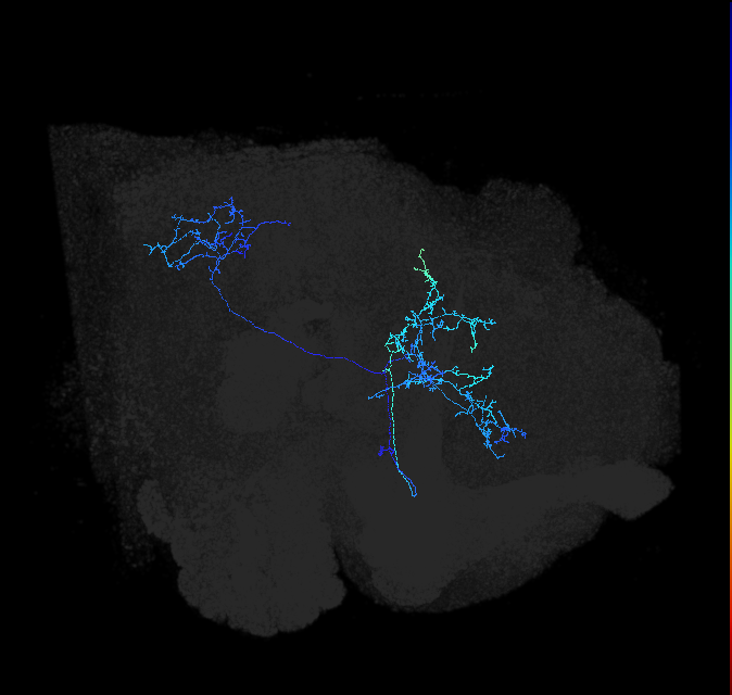 LT57_R (FlyEM-HB:857456902)