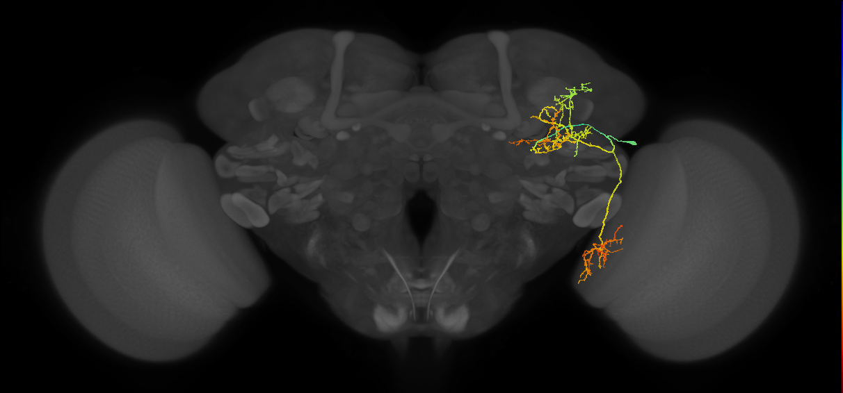 LT57_R (FlyEM-HB:857456902)