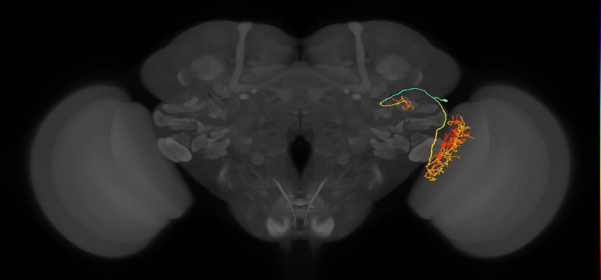 LT57_R (FlyEM-HB:1376485417)