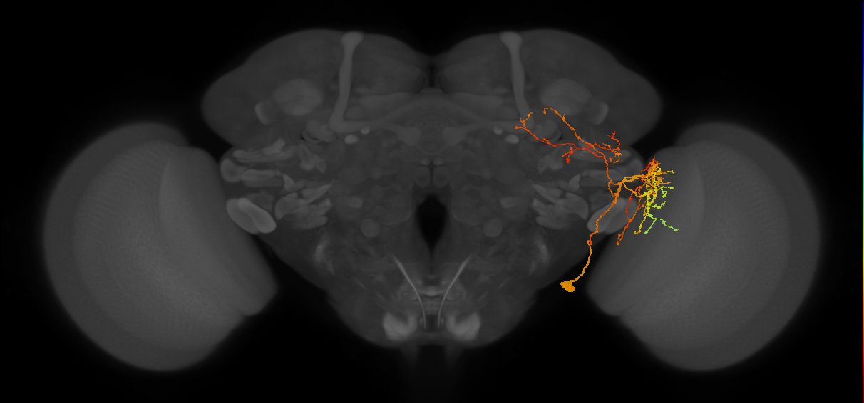 LT68_R (FlyEM-HB:1284101668)