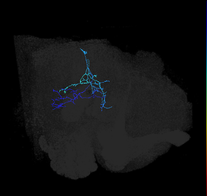 lobula tangential neuron