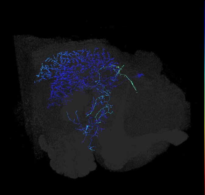 LT79_R (FlyEM-HB:1007576087)