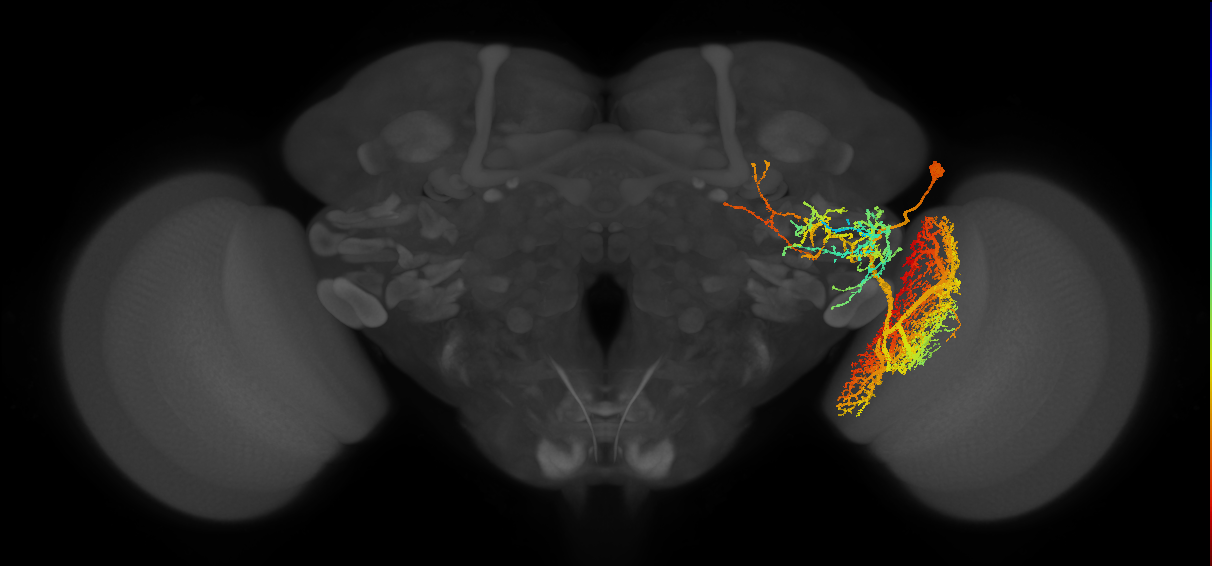 LT79_R (FlyEM-HB:1007576087)