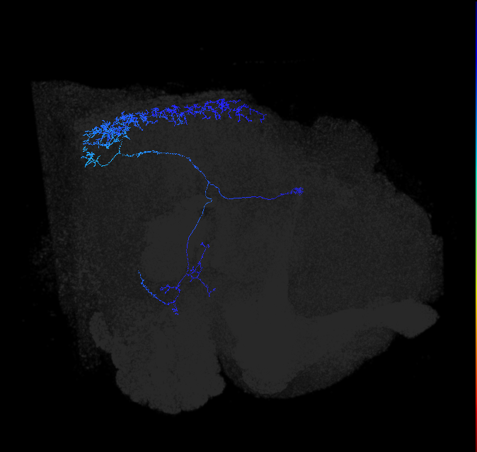 LT80_R (FlyEM-HB:1342371499)