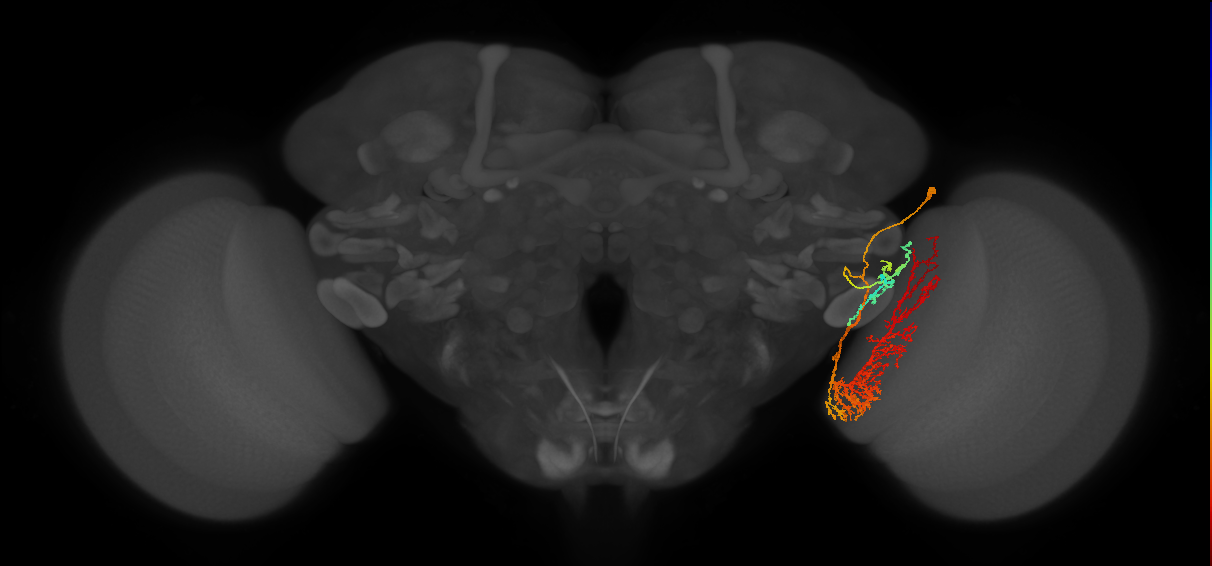 LT80_R (FlyEM-HB:1342371499)