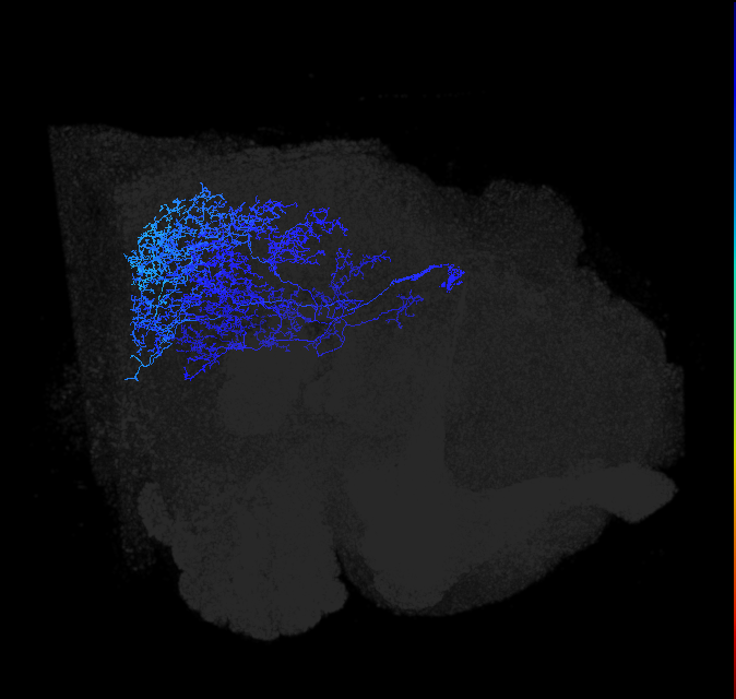 Li12_R (FlyEM-HB:5812989161)