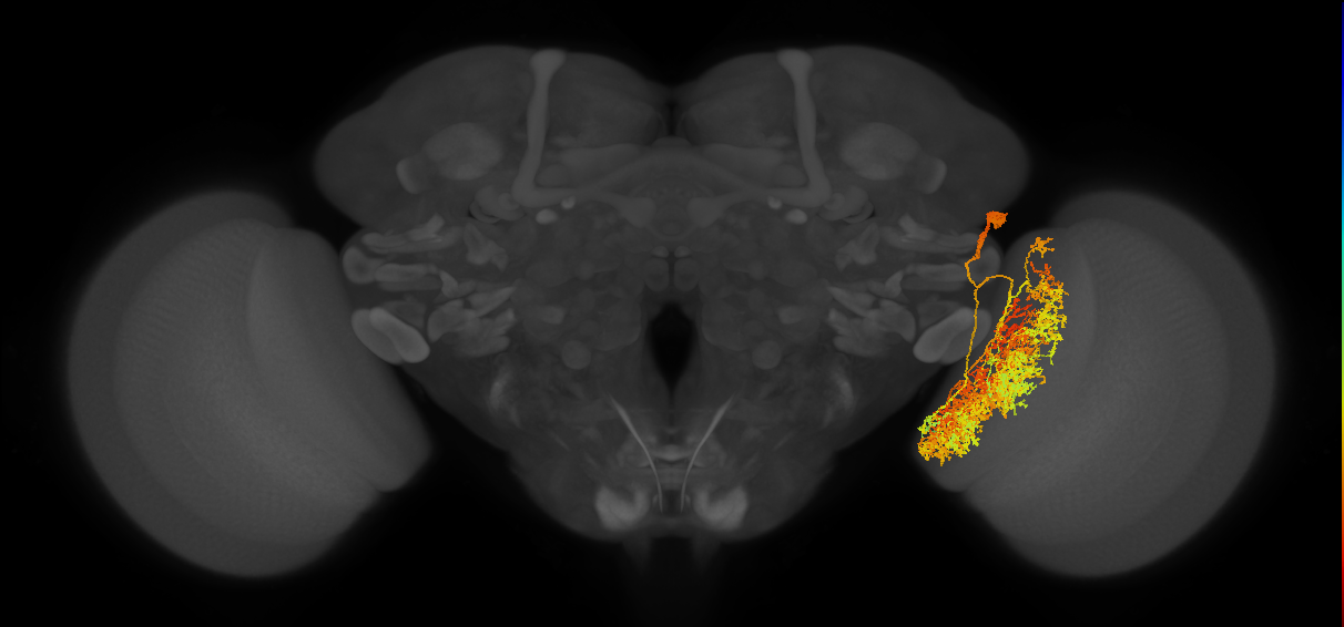 Li12_R (FlyEM-HB:5812989161)