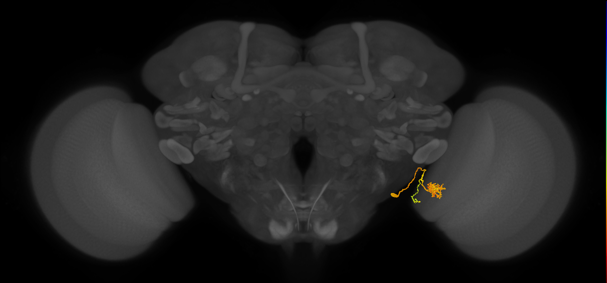 Li13_R (FlyEM-HB:2183418336)