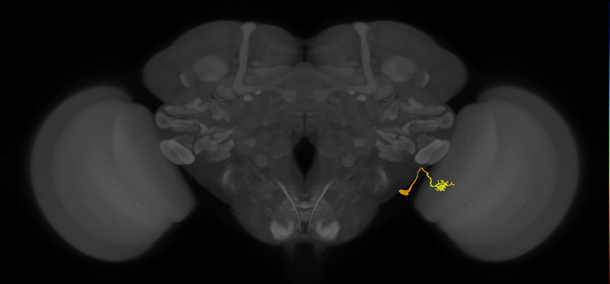 Li13_R (FlyEM-HB:2155124575)