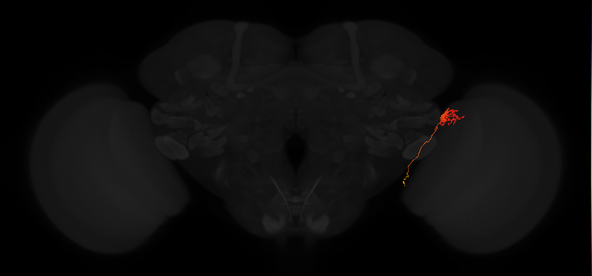lobula intrinsic neuron