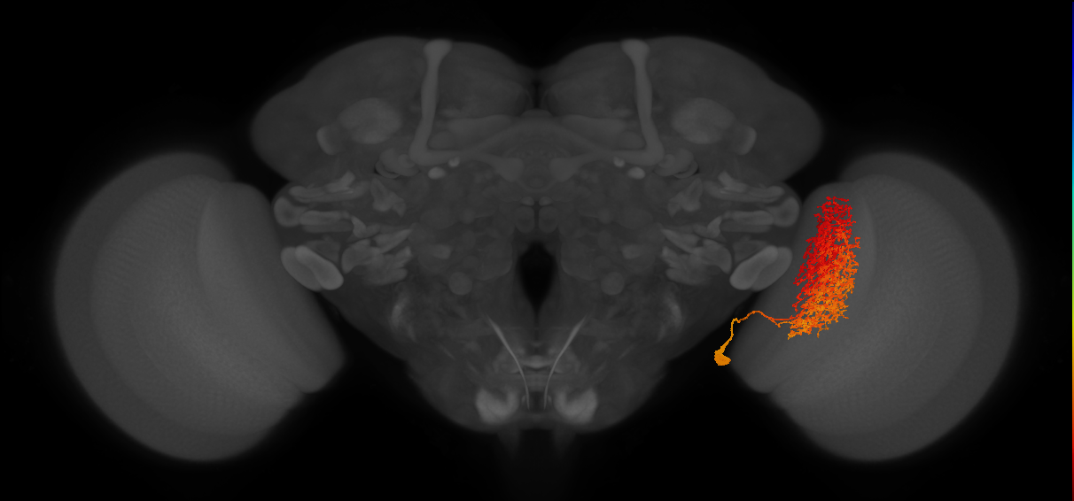 Li17_R (FlyEM-HB:1779221851)