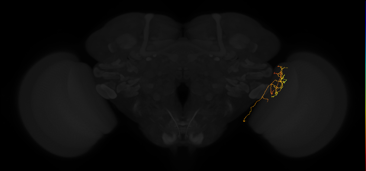 lobula intrinsic neuron