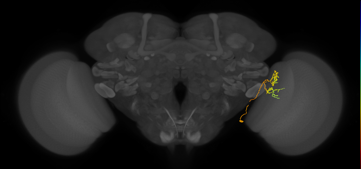 Li18_R (FlyEM-HB:1688897338)