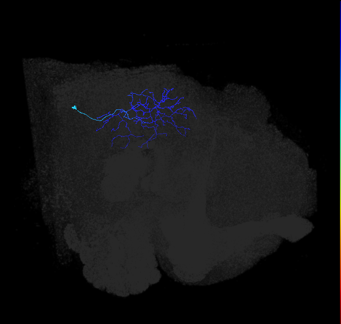 Li19_R (FlyEM-HB:1406155403)