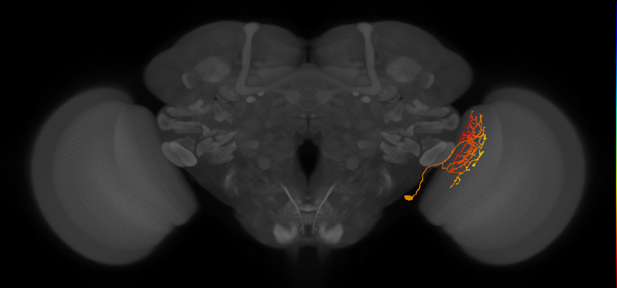 Li19_R (FlyEM-HB:1406155403)