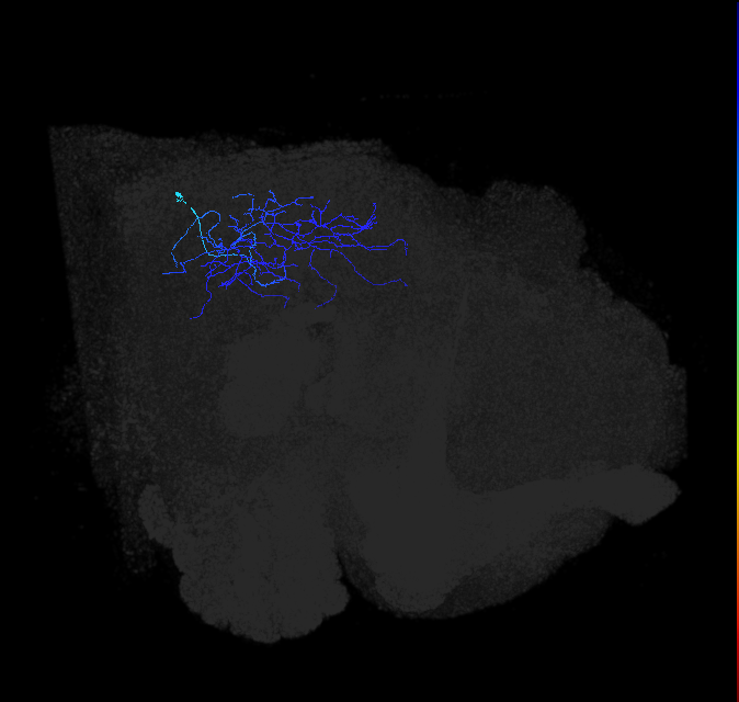 Li19_R (FlyEM-HB:1874395413)