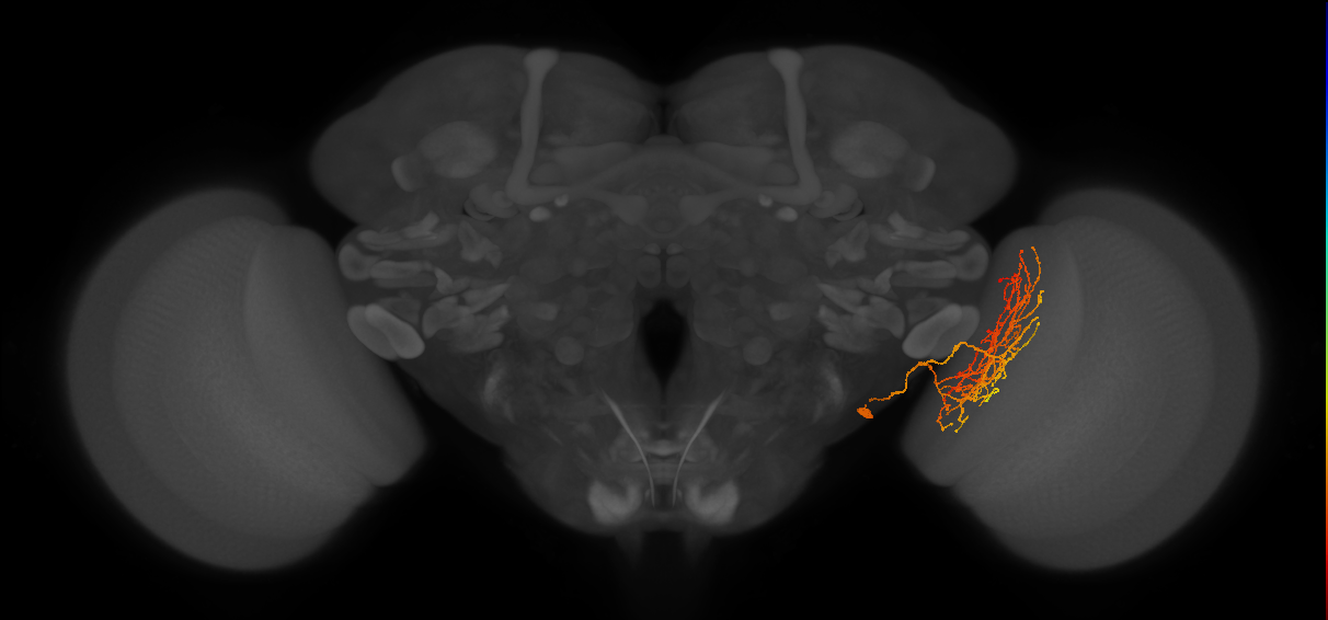 Li19_R (FlyEM-HB:1874395413)