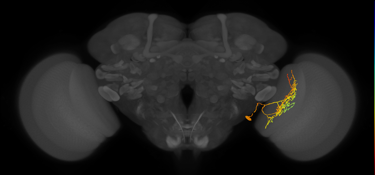 Li19_R (FlyEM-HB:1378168833)